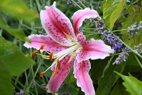 美しいユリの花が屋外で成長し夏のコンセプトに近い眺め — ストック写真