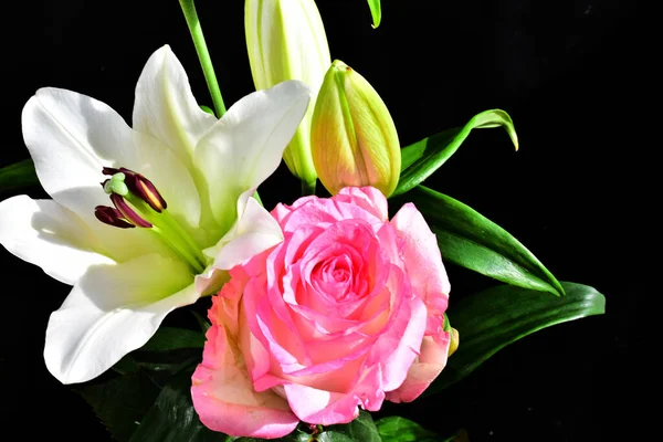 Flores Bonitas Fundo Escuro Conceito Verão Vista Próxima — Fotografia de Stock