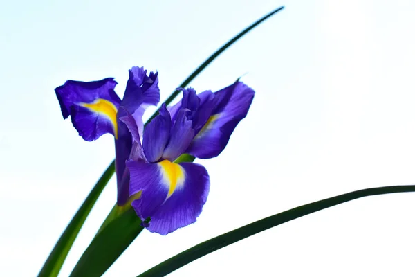 Flor Frágil Del Iris Sobre Fondo Azul Del Cielo —  Fotos de Stock