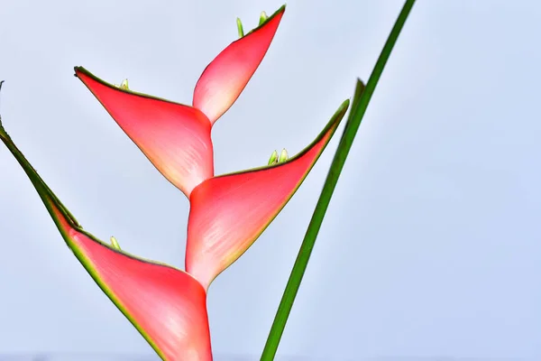 Красивый Цветок Геликонии Фоне Неба Летняя Концепция Близкий Вид — стоковое фото