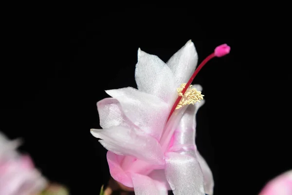 Piękny Dekabrysta Kwiat Ciemnym Tle Koncepcji Latem Widok Bliska — Zdjęcie stockowe