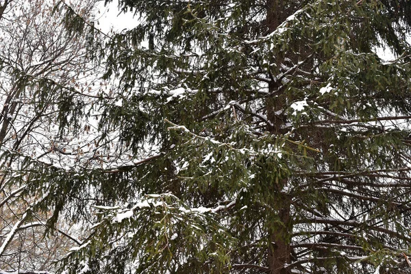 Ramos Árvores Cobertas Neve Parque Dia Inverno — Fotografia de Stock