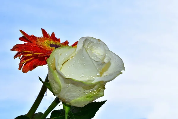 Hermosas Flores Sobre Fondo Cielo Azul —  Fotos de Stock