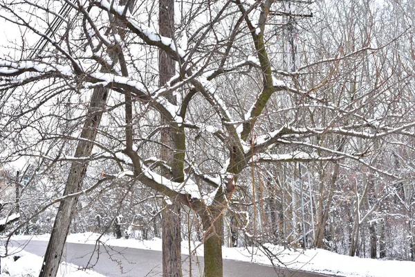 冬の日に公園の雪に覆われた木の枝 — ストック写真