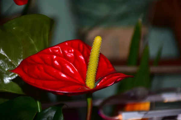Bulanık Doğal Arka Planda Güzel Bir Çiçek Yaz Konsepti Yakın — Stok fotoğraf