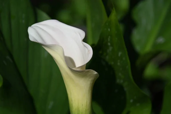 Красивый Цветок Растет Открытом Воздухе Летняя Концепция Близкий Вид — стоковое фото