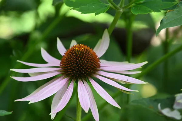 Smuk Blomst Vokser Udendørs Sommer Koncept Tæt Udsigt - Stock-foto