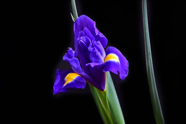 Hermosa Flor Iris Sobre Fondo Oscuro Concepto Verano Vista Cercana —  Fotos de Stock