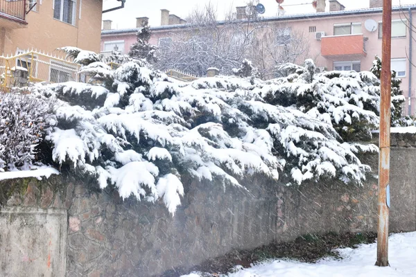 Eski Şehirde Karla Kaplı Çalılar — Stok fotoğraf