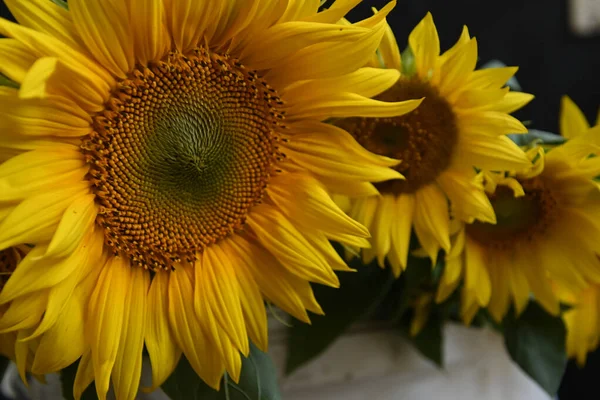 Piękne Słoneczniki Rosnące Zewnątrz Koncepcja Latem Widok Bliska — Zdjęcie stockowe