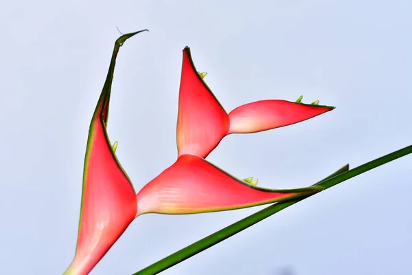 Gökyüzü Arka Planında Güzel Bir Helikon Çiçeği Yaz Konsepti Yakın — Stok fotoğraf