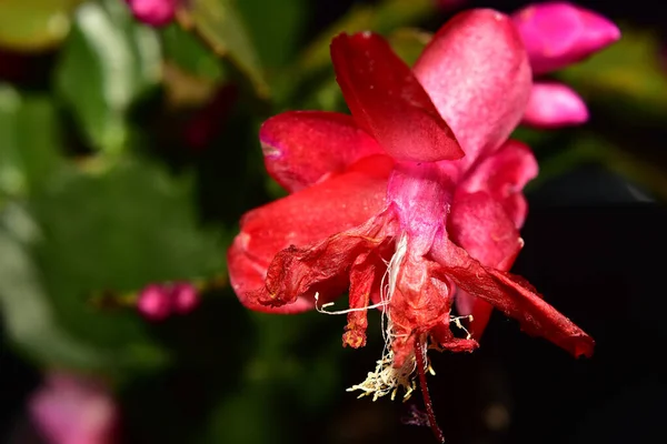 Belles Fleurs Sur Fond Sombre Concept Été Vue Rapprochée — Photo