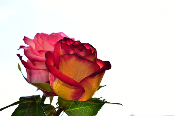 Schöne Rosen Auf Hellem Hintergrund Sommerkonzept Nahsicht — Stockfoto