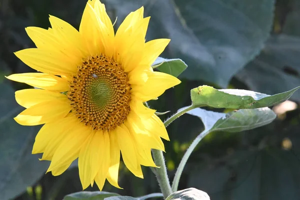 美丽的向日葵在户外生长 夏天的概念 — 图库照片