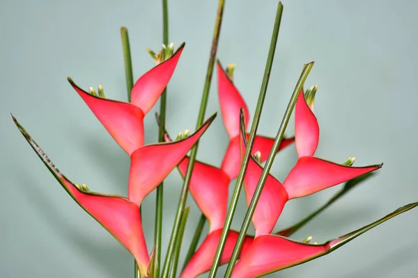 Bouquet Beautiful Flowers Dark Background Summer Concept Close View — Stock Photo, Image