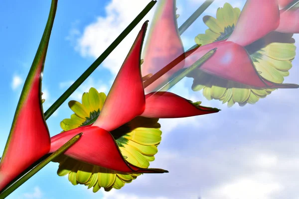 Красивый Цветок Размытом Природном Фоне Летняя Концепция Близкий Вид — стоковое фото