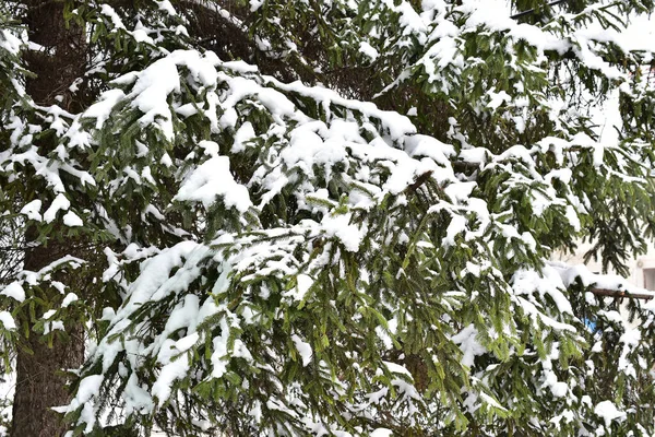 Ramas Árboles Cubiertas Nieve Parque Día Invierno —  Fotos de Stock