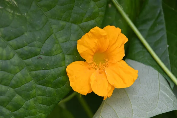 Bellissimo Fiore Che Cresce All Aperto Concetto Estivo Vista Vicino — Foto Stock