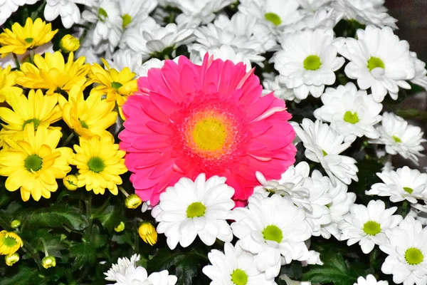 Ramo Hermosas Flores Sobre Fondo Oscuro Concepto Verano Vista Cercana —  Fotos de Stock