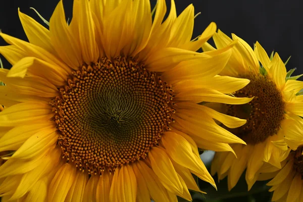 Krásné Slunečnice Rostoucí Venku Letní Koncept Zblízka — Stock fotografie