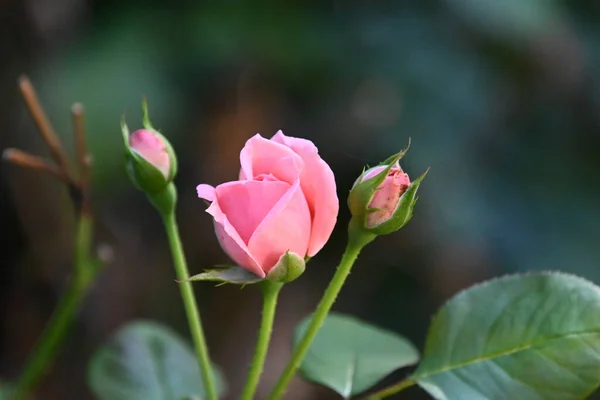 Όμορφο Τριαντάφυλλο Λουλούδι Αυξάνεται Στον Κήπο Την Ηλιόλουστη Μέρα Του — Φωτογραφία Αρχείου