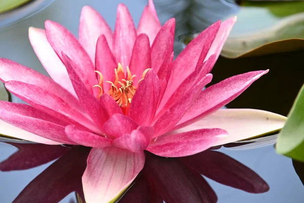 Beautiful Blooming Lotus Growing Pond Summer Day — Stock Photo, Image