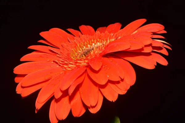 Schöne Gerbera Auf Dunklem Hintergrund Sommerkonzept Nahsicht — Stockfoto