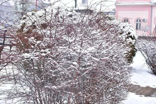 冬の日に公園の雪に覆われた木の枝 — ストック写真