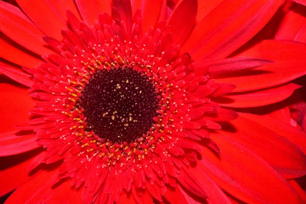 Beautiful Gerbera Dark Background Summer Concept Close View — Stock Photo, Image