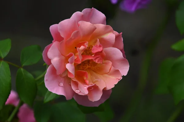 Красива Квітка Троянди Росте Саду Літній Сонячний День — стокове фото