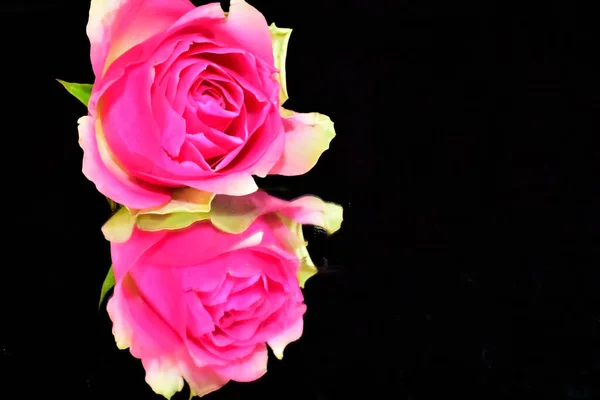 Красивый Цветок Розы Отражением Темном Фоне Летняя Концепция Близкий Вид — стоковое фото