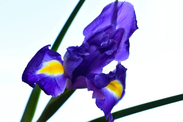 Bräcklig Iris Blomma Blå Himmel Bakgrund — Stockfoto