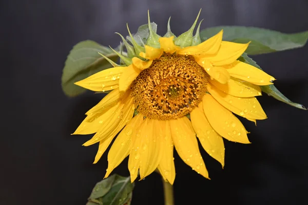 Hermoso Girasol Sobre Fondo Oscuro Concepto Verano Vista Cercana —  Fotos de Stock