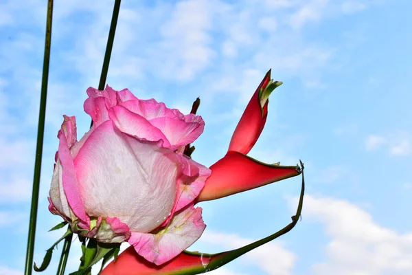 Mavi arka planda güzel pembe çiçekler