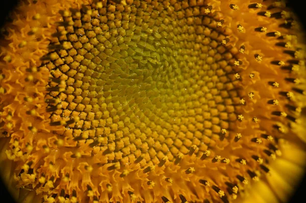 Beautiful Yellow Sunflower Blurred Background — Stock Photo, Image