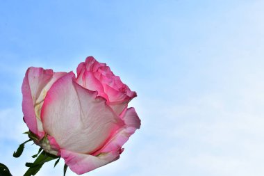 Mavi arka planda güzel çiçekler