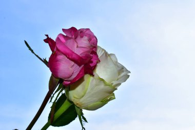 Mavi arka planda güzel çiçekler