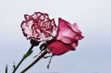 Mavi arka planda güzel çiçekler