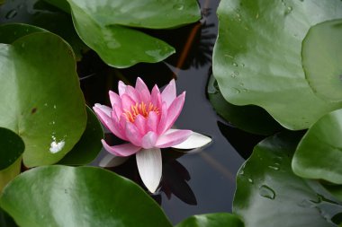 Güzel çiçek açan nilüfer çiçekleri yaz günü gölette büyür. 