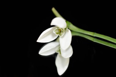 Koyu arkaplanda güzel çiçekler, yaz konsepti, yakın manzara  