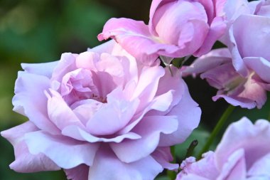 Güneşli yaz gününde bahçede büyüyen güzel güller. 