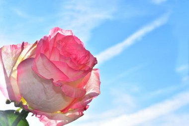 Mavi arka planda güzel çiçekler