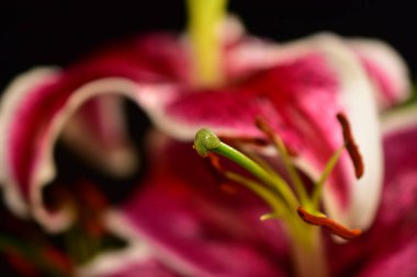 Koyu arkaplanda güzel çiçekler, yaz konsepti, yakın manzara  