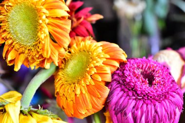 Koyu arkaplanda güzel çiçekler, yaz konsepti, yakın manzara  