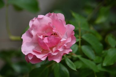 Koyu arkaplanda güzel bir gül, yaz konsepti, yakın görüş  