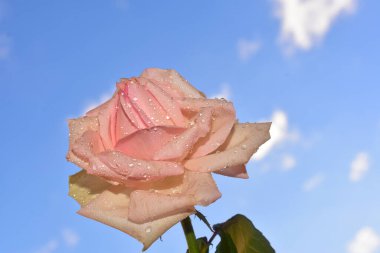 Mavi arka planda güzel çiçekler