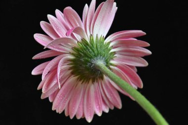 Güzel Gerbera koyu arkaplan, yaz konsepti, yakın görüş   