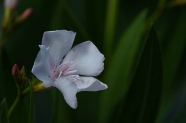 Açık havada yetişen güzel çiçekler, yaz konsepti, yakın manzara.  