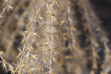 Koyu arka planda güzel kaktüsler, yaz konsepti, yakın görüş  