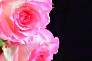 Koyu arkaplanda güzel çiçekler, yaz konsepti, yakın manzara  